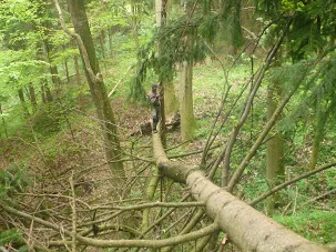Wildnis in Niederösterreich